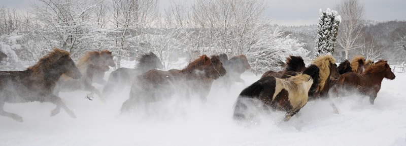 Hengstherde Januar 2010 5